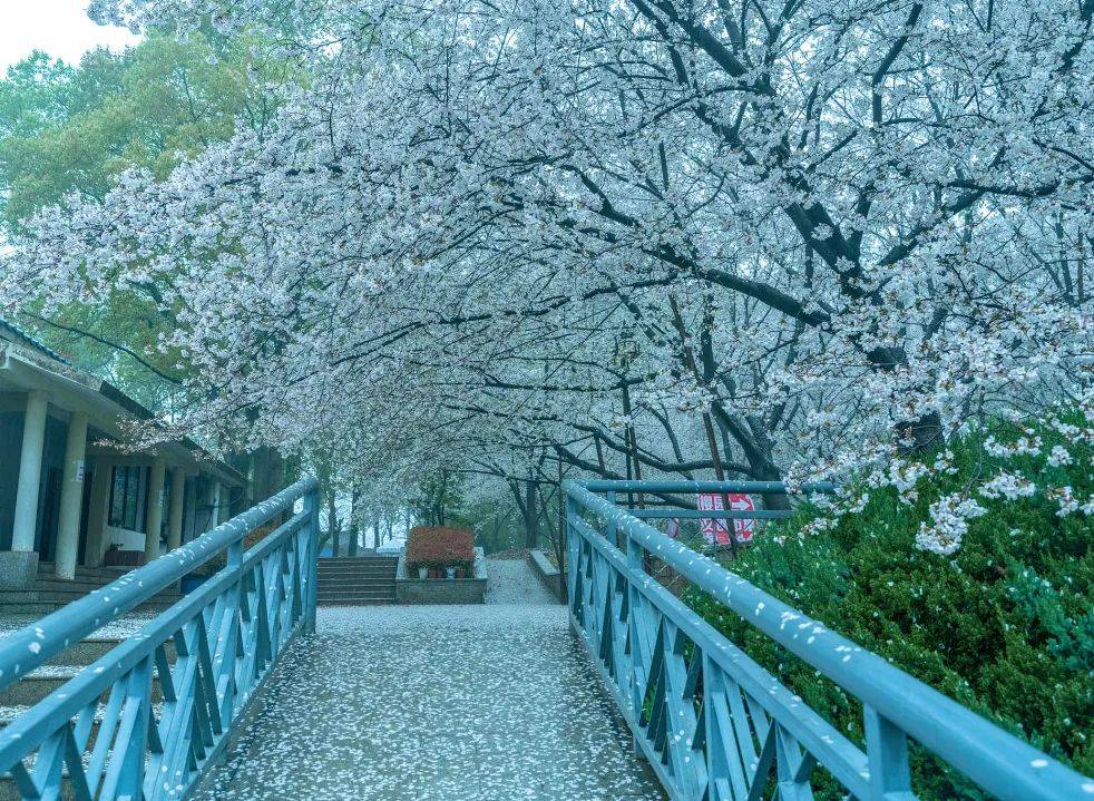 赴武汉东湖之约，沉醉樱花浪漫
