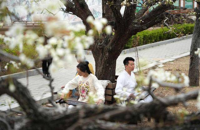 新泰行宫村：梨花绽放时的古琴之约