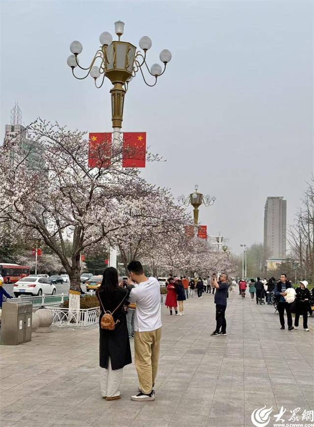 大众拍客带你领略潍坊别样之美 潍坊樱花季，大众拍客镜头下的粉色童话