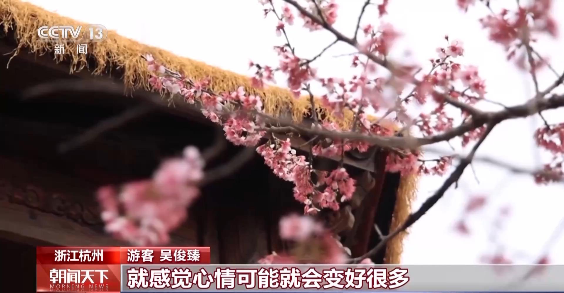 走进杭州樱花园，赏6万株樱花之美，赏樱好去处：杭州樱花园6万株樱花盛开