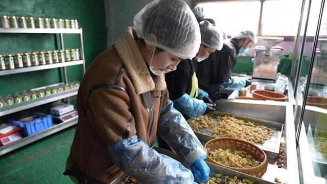 走进阿克苏市青苗合作社，探寻核桃加工的增收奥秘 阿克苏市：青苗合作社核桃加工带动村民致富