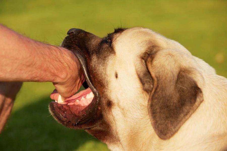 12411万只城镇宠物背后：宠物犬传染病的威胁与预防，2024年我国城镇犬猫数量可观，宠物犬传染病预防刻不容缓