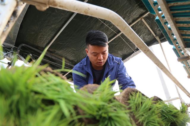 邳州合作社：农业现代化的践行者，贾强与他的机插秧合作社：助力粮食保障