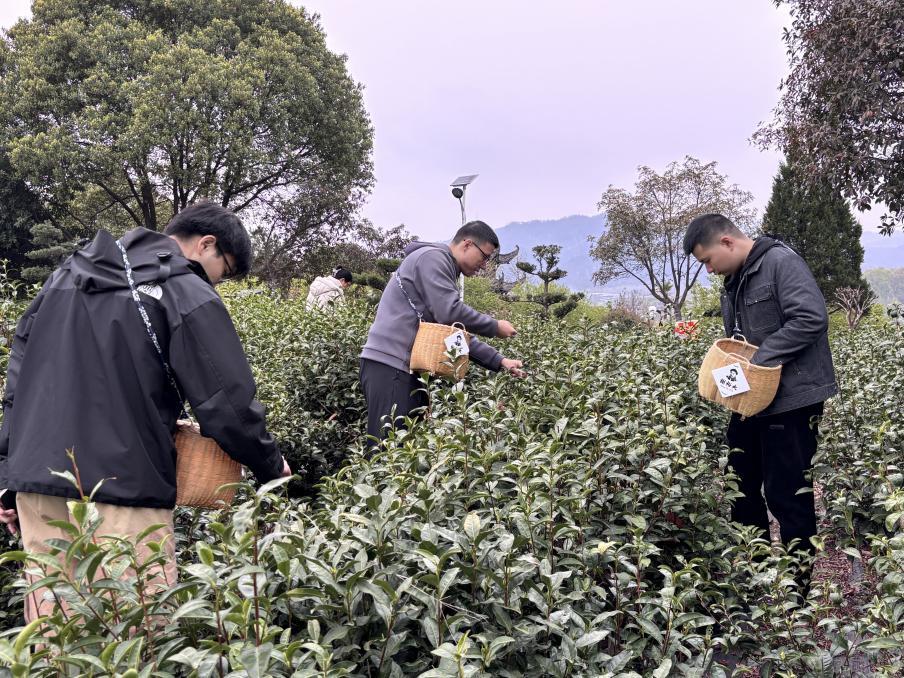 徽州区春日盛景：茶香花海引客来，乡村振兴正当时，踏春徽州：谢裕大茶园与灵山村花海奏响乡村振兴乐章