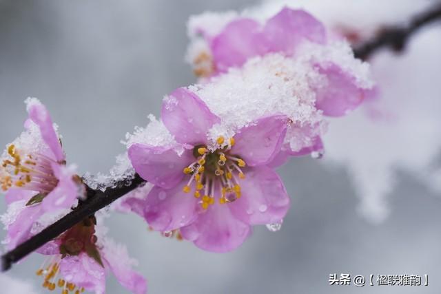 从对联看中国传统“比德”文化：雪地梅花与霜天竹影的交融，一副对联，绘就中国文人的精神画卷：雪地梅与霜天竹的寓意