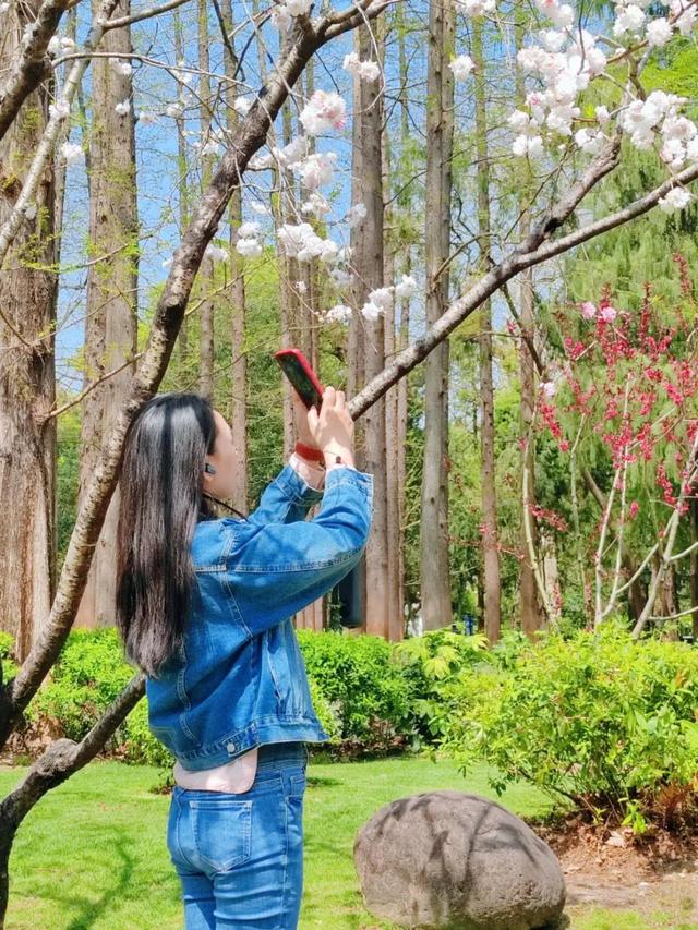 春日必打卡！中山公园牡丹桃花盛宴来袭，中山公园：牡丹国色与桃花绮丽共绘春日画卷