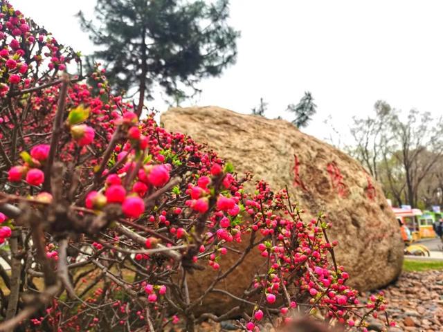 太阳岛风景区4月3日正式开园，游玩须知看这里！