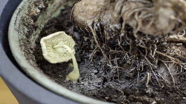 花园土壤中惊现新抗生素，有望对抗耐药菌！ 新抗生素诞生：土壤成对抗耐药菌的宝藏