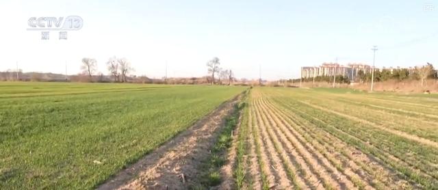 2025威海春耕：多举措提升粮食单产，威海春耕：中低产田逆袭高产田的秘诀