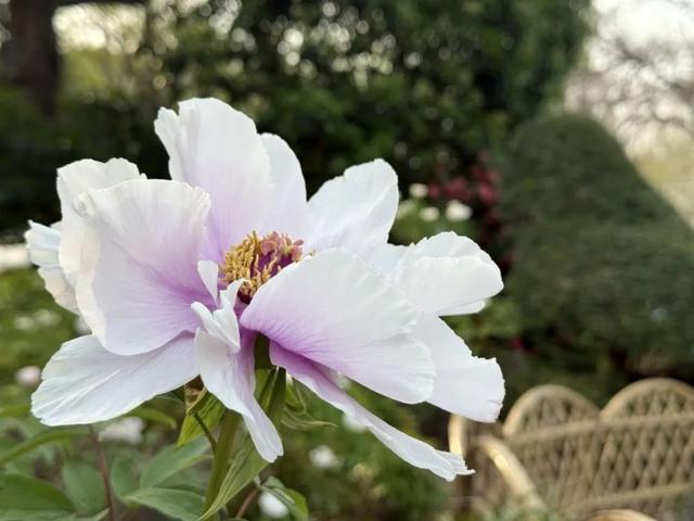 春日必打卡！中山公园牡丹桃花盛宴来袭，中山公园：牡丹国色与桃花绮丽共绘春日画卷