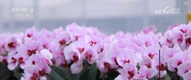 赏花游火爆，花卉科研助力经济腾飞