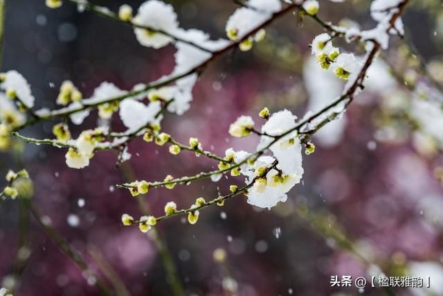 从对联看中国传统“比德”文化：雪地梅花与霜天竹影的交融，一副对联，绘就中国文人的精神画卷：雪地梅与霜天竹的寓意