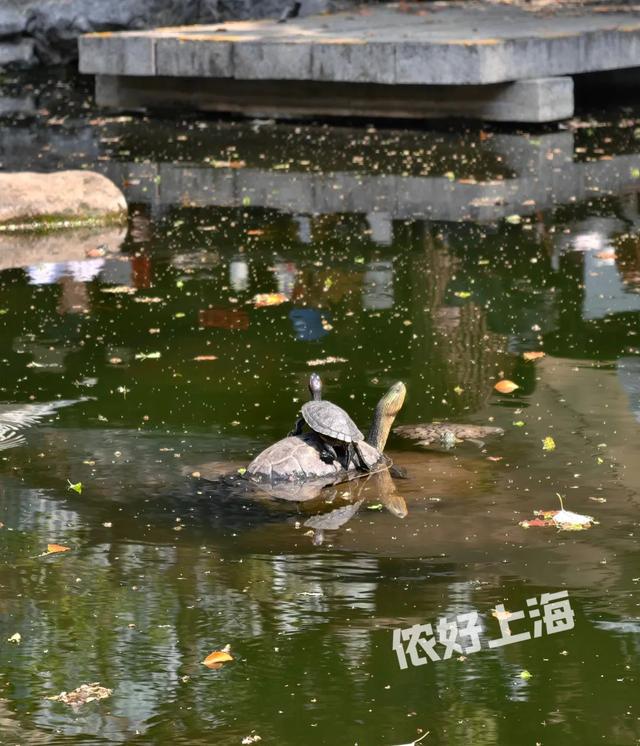 曾是“外国坟山”，如今免费开放的八景园等你来打卡