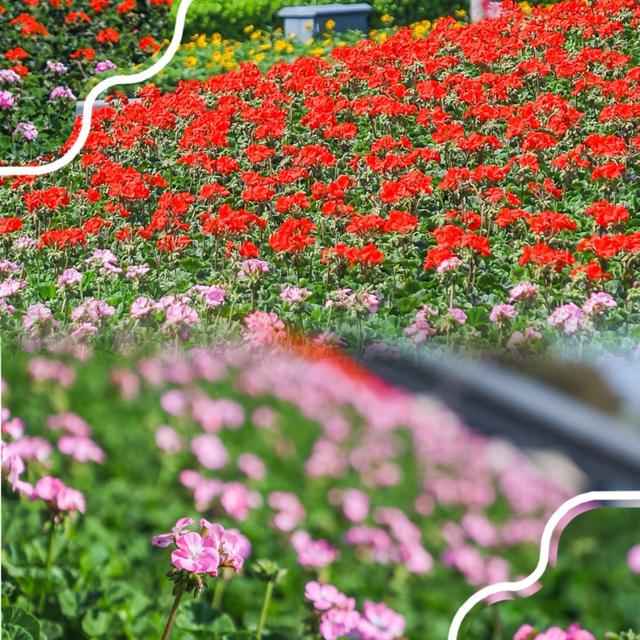 1. 桃浦春日盛景，邀您共赏自然之美，2. 邂逅桃浦的春日多巴胺，美景不容错过！