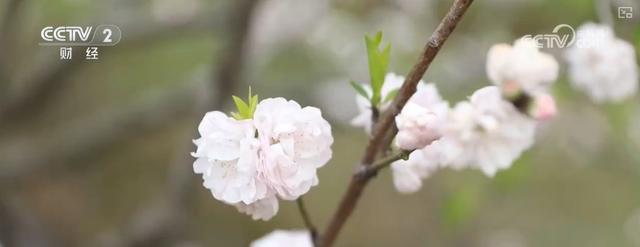 赏花游火爆，花卉科研助力经济腾飞