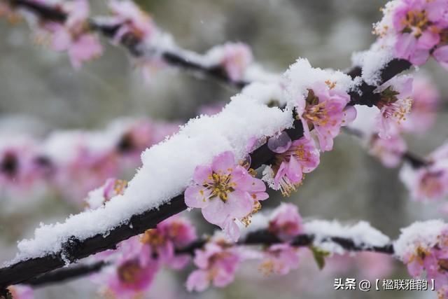 从对联看中国传统“比德”文化：雪地梅花与霜天竹影的交融，一副对联，绘就中国文人的精神画卷：雪地梅与霜天竹的寓意