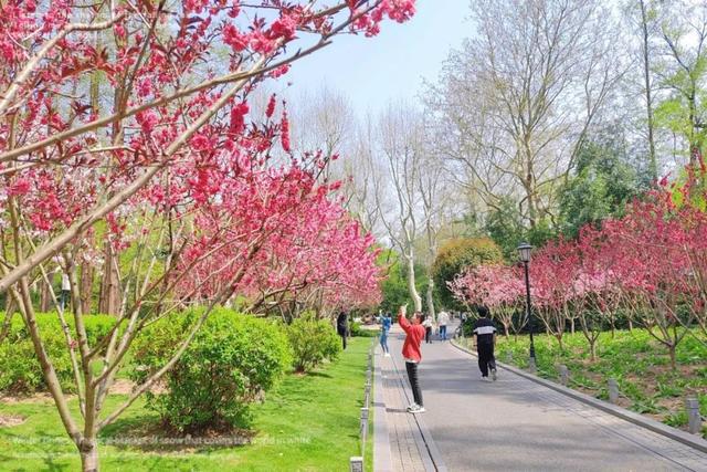 春日必打卡！中山公园牡丹桃花盛宴来袭，中山公园：牡丹国色与桃花绮丽共绘春日画卷