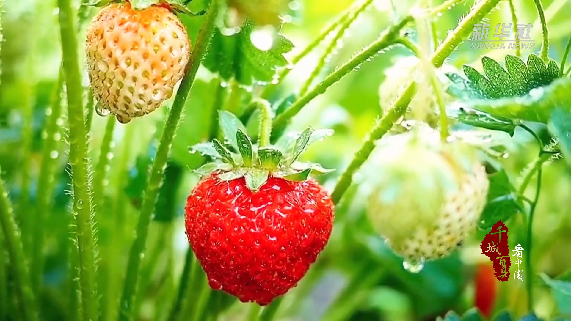 现代农业高效精准，滕州草莓种植新典范，山东滕州智慧农业产业园：草莓的科技之旅