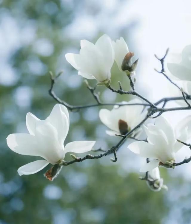 清明时节，追思南疆长眠英雄