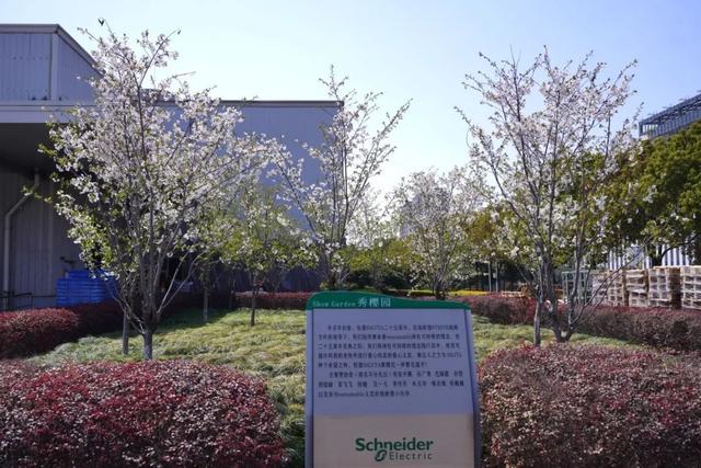 赏樱正当时！闵行莘庄工业区的春日童话 走进闵行莘庄工业区，感受樱花带来的浪漫与治愈