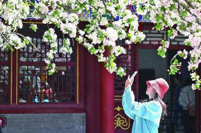 “赏花经济”：解锁乡村全面振兴的美丽密码，从赏花到兴农：各地“赏花经济”书写乡村振兴传奇