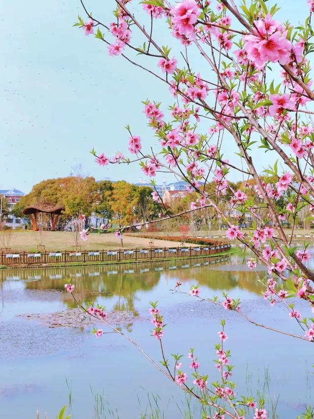 1. 桃浦春日盛景，邀您共赏自然之美，2. 邂逅桃浦的春日多巴胺，美景不容错过！
