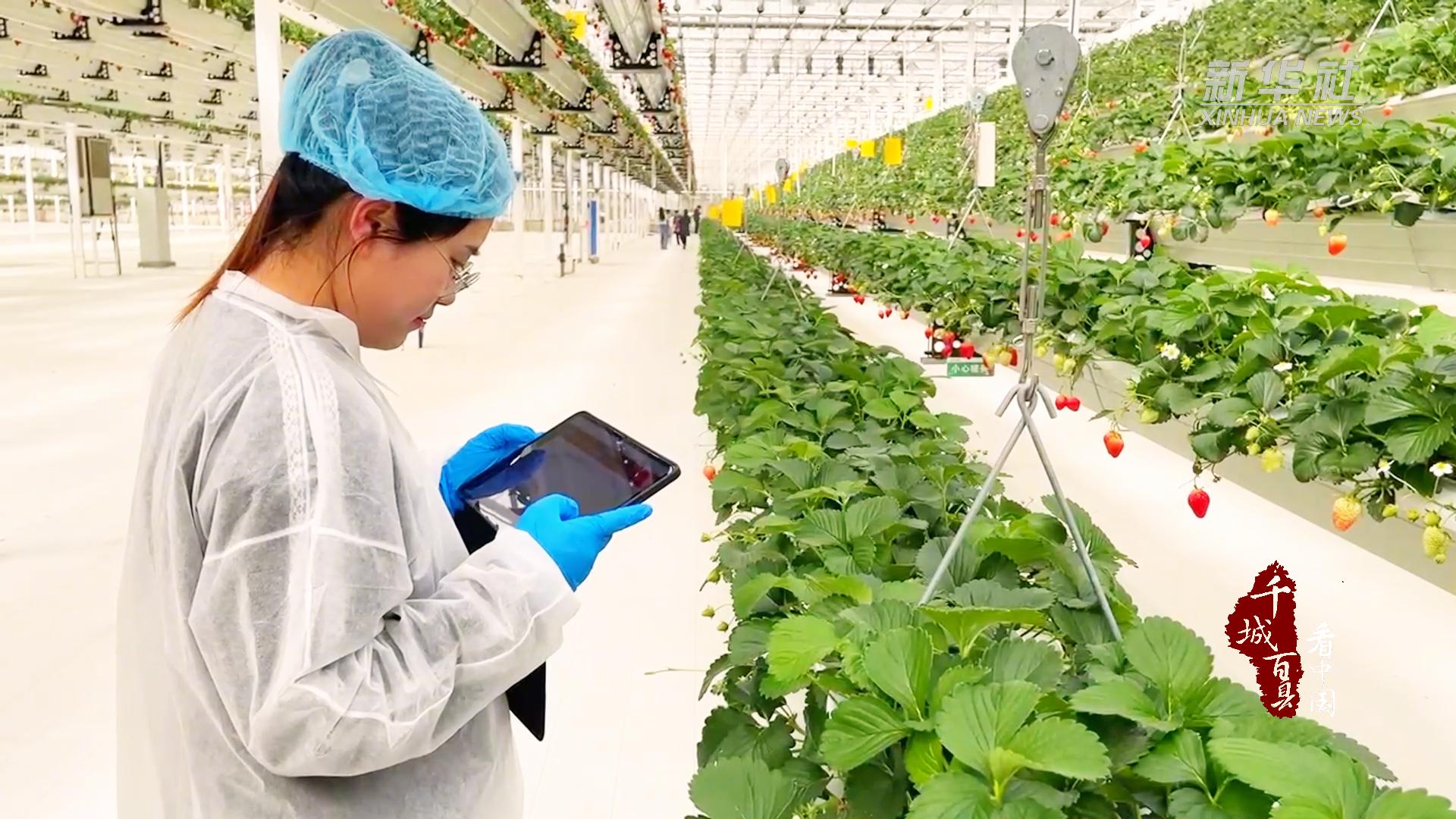现代农业高效精准，滕州草莓种植新典范，山东滕州智慧农业产业园：草莓的科技之旅