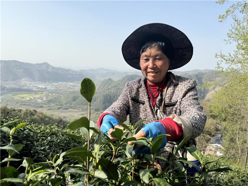 春到宁国，高山白茶开启“春日金叶”采摘之旅，宁国春茶首采季：传统与科技共绘茶产业新画卷