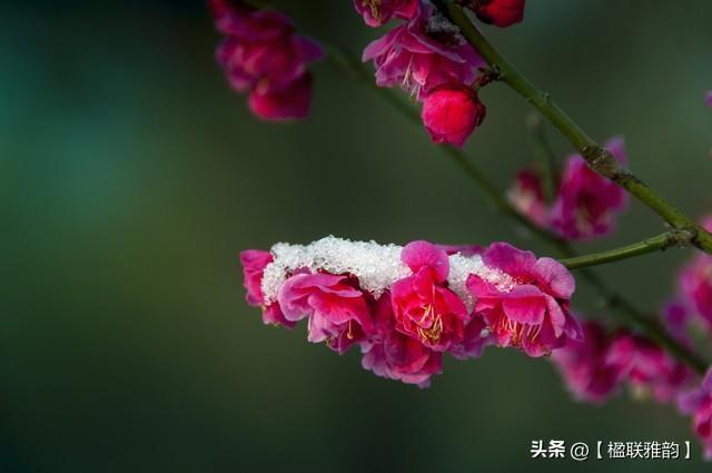 从对联看中国传统“比德”文化：雪地梅花与霜天竹影的交融，一副对联，绘就中国文人的精神画卷：雪地梅与霜天竹的寓意