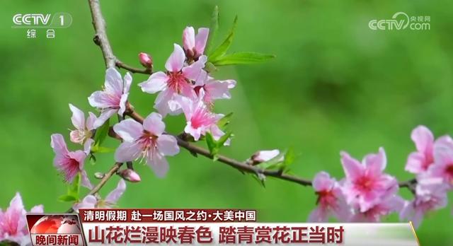 清明出游热潮：赏花、观鸟、采茶乐趣多，清明时节：全国多地开启春日旅游盛景