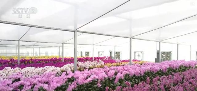 赏花游火爆，花卉科研助力经济腾飞