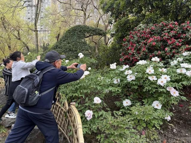 春日必打卡！中山公园牡丹桃花盛宴来袭，中山公园：牡丹国色与桃花绮丽共绘春日画卷
