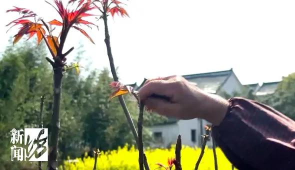 阳春三月，香椿降价邀你尝鲜！