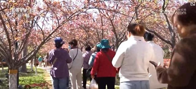 樱花、桃花盛开，清明假期文旅消费升温，清明时节，赏花游带火“春日经济”
