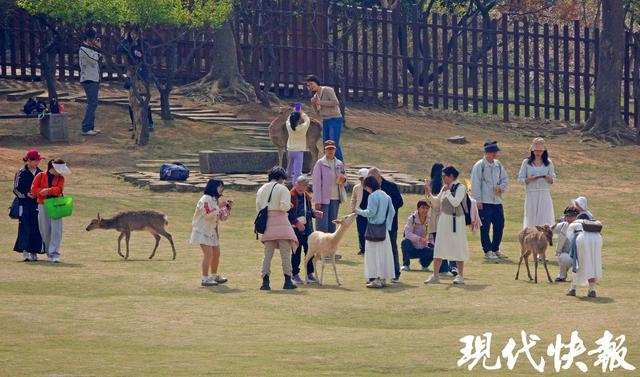 清明南京游：从文化觉醒到城市温柔表达，清明南京：自然人文共舞，老城焕发新生