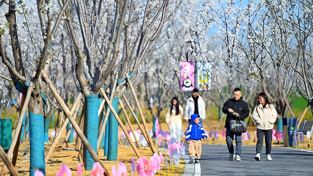 德州春日花事：三大花节奏响浪漫序曲