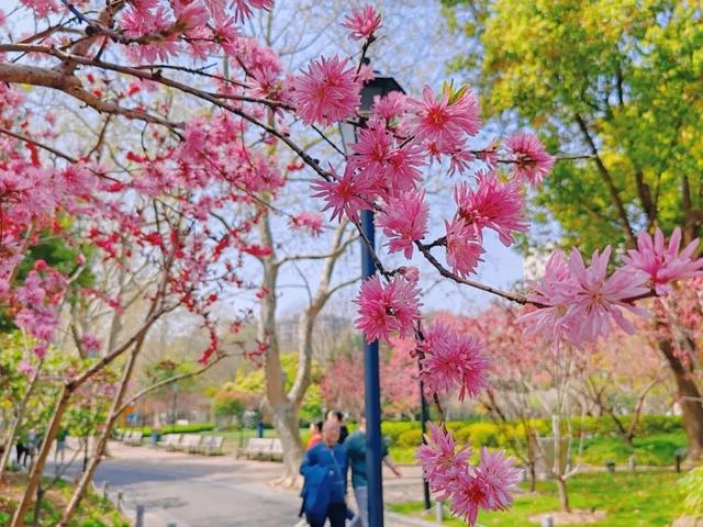 春日必打卡！中山公园牡丹桃花盛宴来袭，中山公园：牡丹国色与桃花绮丽共绘春日画卷