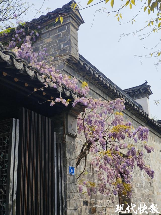 清明南京游：从文化觉醒到城市温柔表达，清明南京：自然人文共舞，老城焕发新生