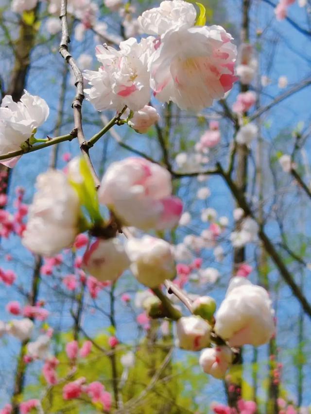春日必打卡！中山公园牡丹桃花盛宴来袭，中山公园：牡丹国色与桃花绮丽共绘春日画卷