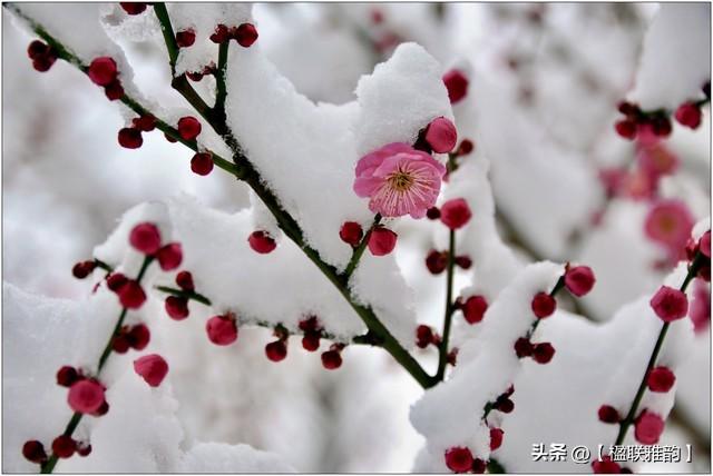 从对联看中国传统“比德”文化：雪地梅花与霜天竹影的交融，一副对联，绘就中国文人的精神画卷：雪地梅与霜天竹的寓意