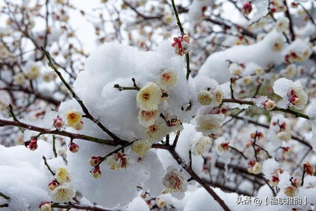 从对联看中国传统“比德”文化：雪地梅花与霜天竹影的交融，一副对联，绘就中国文人的精神画卷：雪地梅与霜天竹的寓意