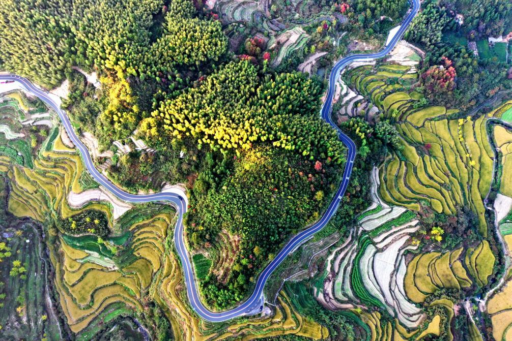 徽州区春日盛景：茶香花海引客来，乡村振兴正当时，踏春徽州：谢裕大茶园与灵山村花海奏响乡村振兴乐章