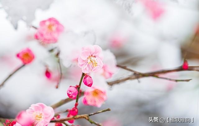 从对联看中国传统“比德”文化：雪地梅花与霜天竹影的交融，一副对联，绘就中国文人的精神画卷：雪地梅与霜天竹的寓意