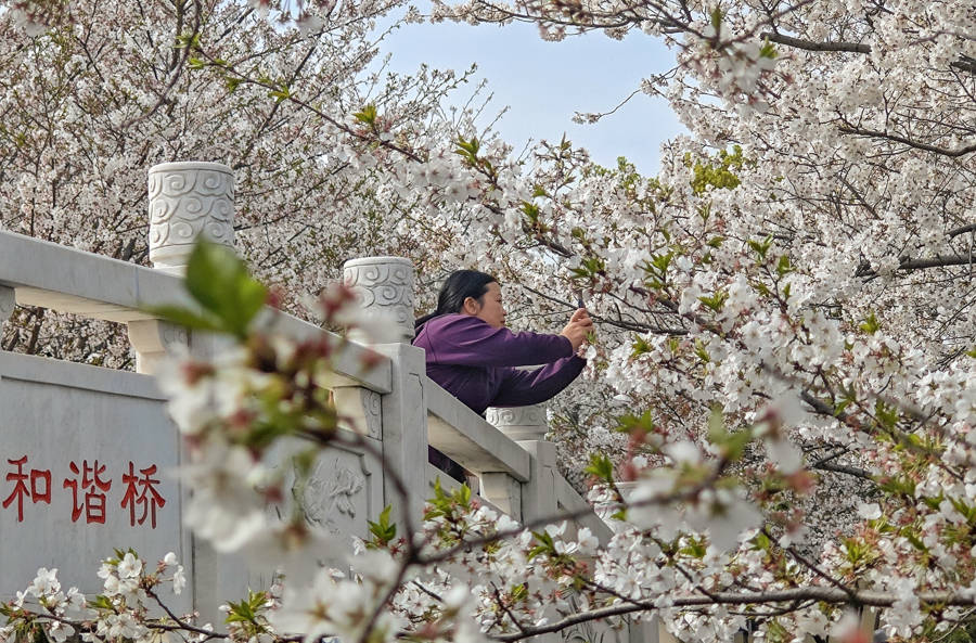 金山亭林：卯时酒里的春日江南风情，亭林老街卯时酒，开启春日赏花盛宴