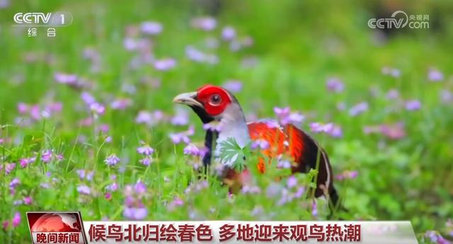 清明出游热潮：赏花、观鸟、采茶乐趣多，清明时节：全国多地开启春日旅游盛景