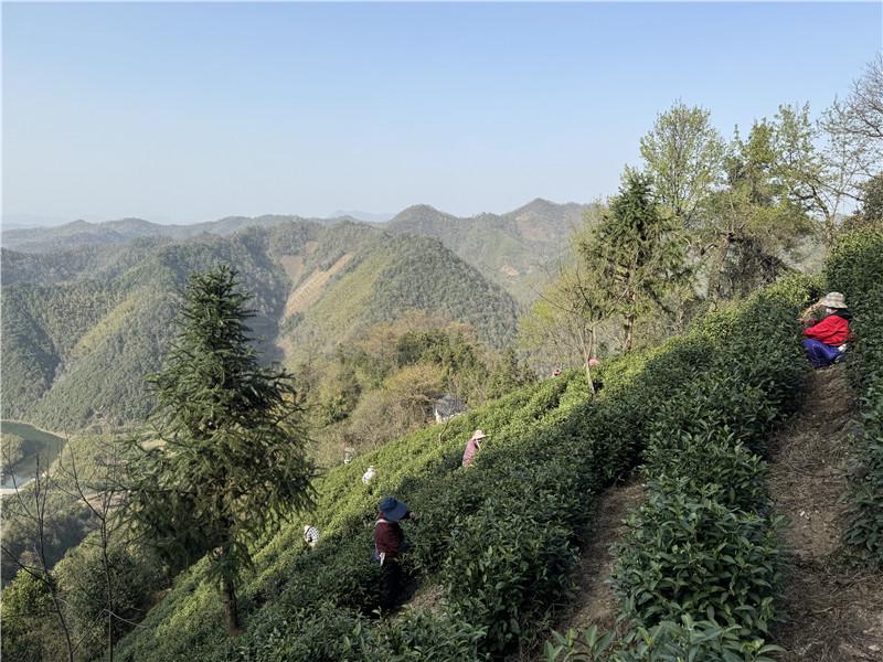 春到宁国，高山白茶开启“春日金叶”采摘之旅，宁国春茶首采季：传统与科技共绘茶产业新画卷