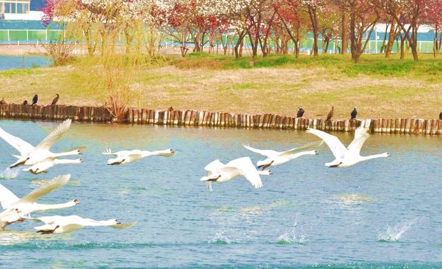 郑州北龙湖春日画卷：疣鼻天鹅繁衍与成长吸引游客，郑州北龙湖湿地公园：疣鼻天鹅育雏练飞成春日看点