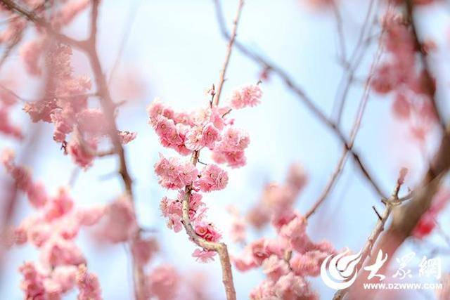 烟台：春天笔下的诗意画卷，在烟台春天里，定格城市温柔