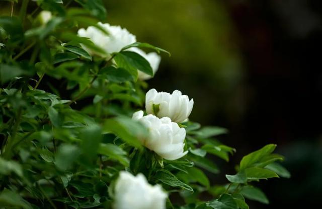 醉白池内百年牡丹迎春开，邀您共赴花之约 上海醉白池：百年牡丹领衔，百株牡丹将陆续绽放