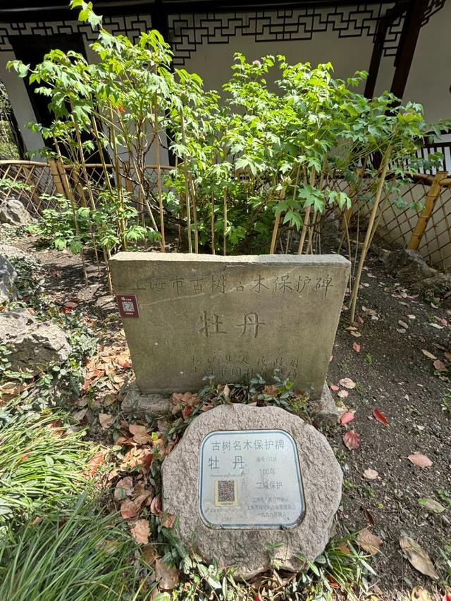 醉白池内百年牡丹迎春开，邀您共赴花之约 上海醉白池：百年牡丹领衔，百株牡丹将陆续绽放